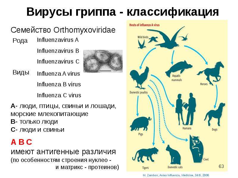 Грипп классификация