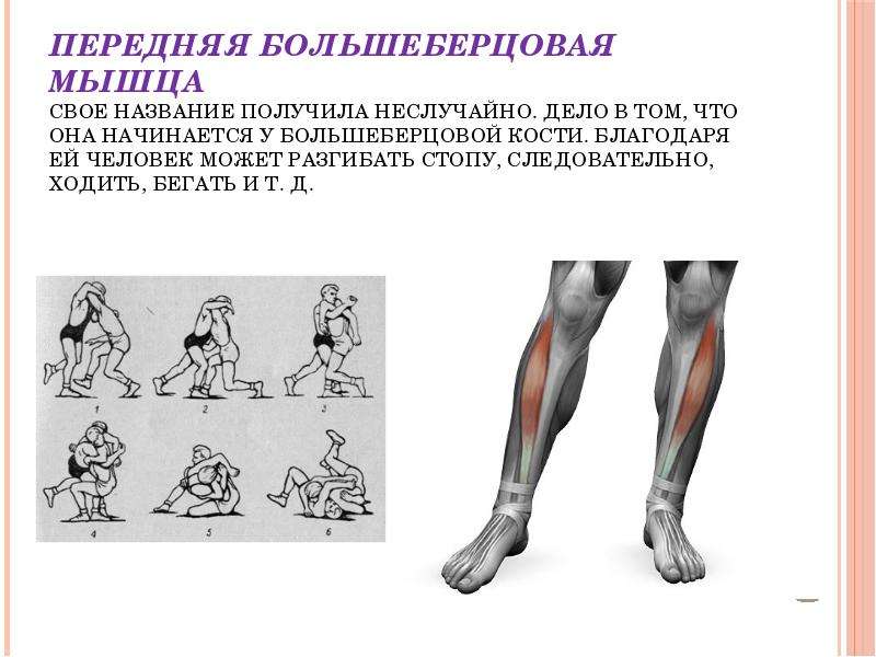 Передняя большеберцовая мышца. Большеберцовая мышца функции. Передняя большеберцовая мышца точки крепления.