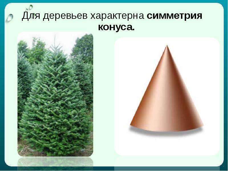 Симметрия ели. Симметрия конуса в природе. Симметрия конуса у деревьев. Конус в природе. Симметрия конуса у растений.