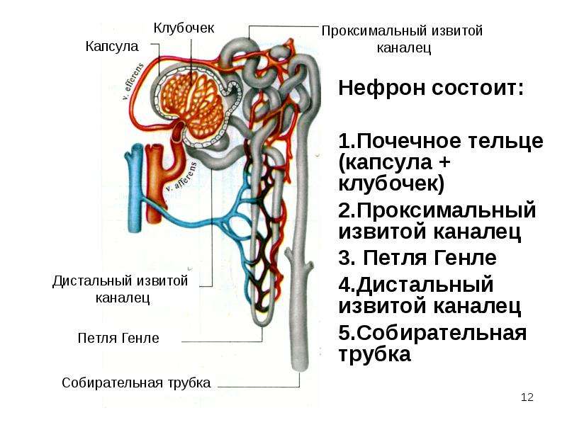 Отметь нужные термины и подпиши рисунок