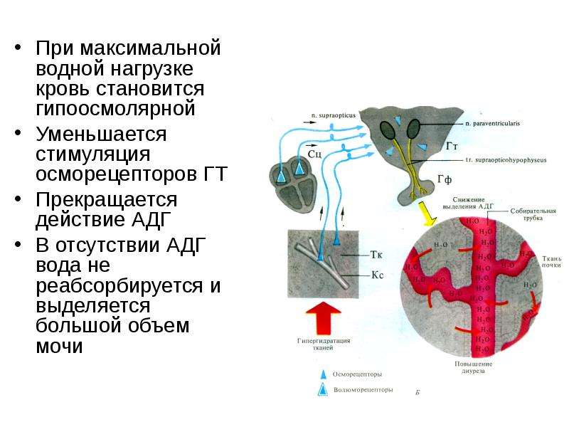 Выделение большого количества мочи