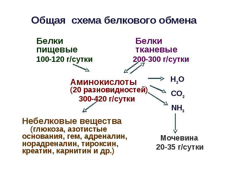 Обмен органических веществ 8 класс презентация