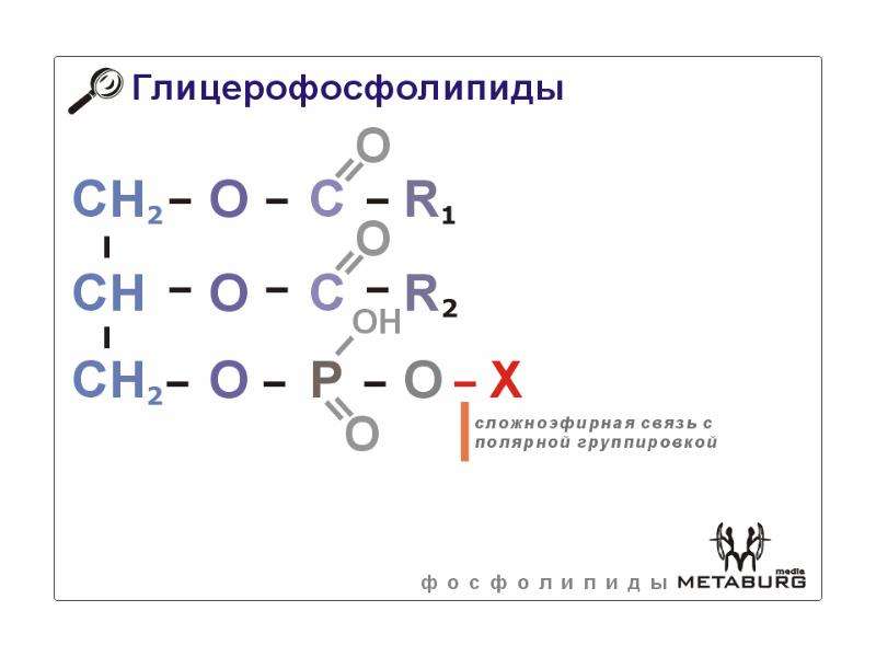 Структура глицерофосфатов и сфинголипидов. Глицерофосфолипиды схема строения. Структурная формула глицерофосфолипидов. Структура глицерофосфолипидов общая формула. Сфингофосфолипиды биохимия.