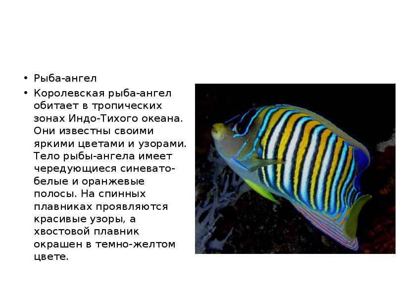 Рыба ангел фото и описание