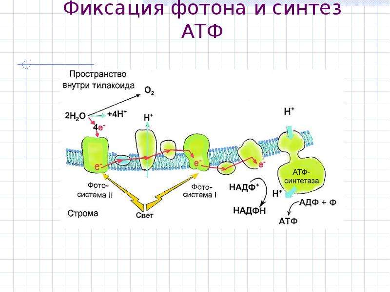 Фотолиз это процесс