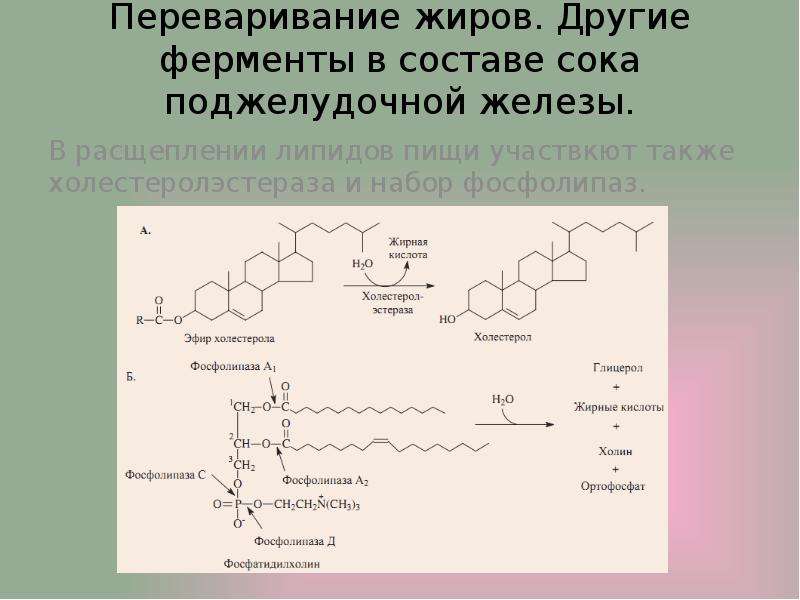 Переваривание жиров. Фосфатидилхолин фосфолипаза. Переваривание фосфатидилхолина. Фосфолипаза фермент. Переваривание фосфолипидов.