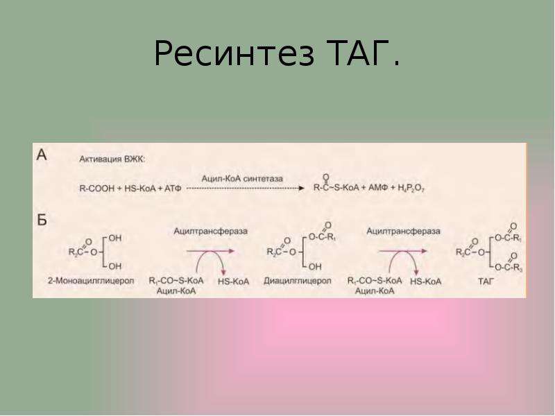 Ресинтез это. Ресинтез жиров в кишечнике. Ресинтез жиров биохимия. Ресинтез липидов биохимия. Ресинтез таг биохимия.