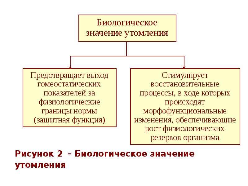 Физическая культура как средство борьбы от переутомления и низкой работоспособности презентация