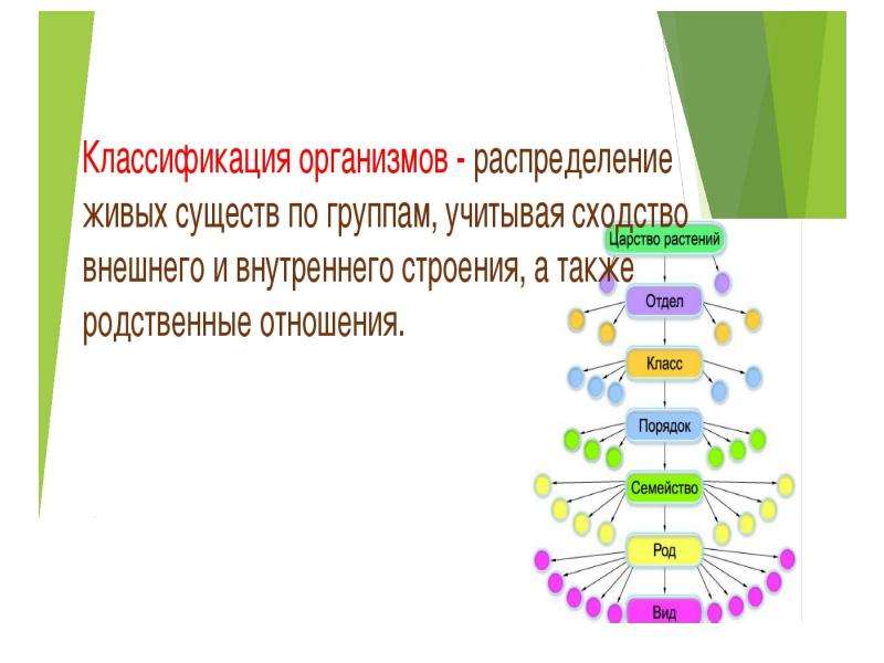 Место человека в зоологической системе презентация