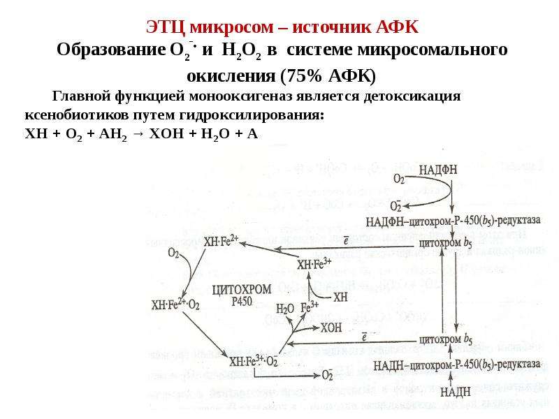 Биологическое окисление биохимия схема