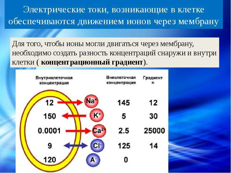 Графическое изображение потенциала покоя