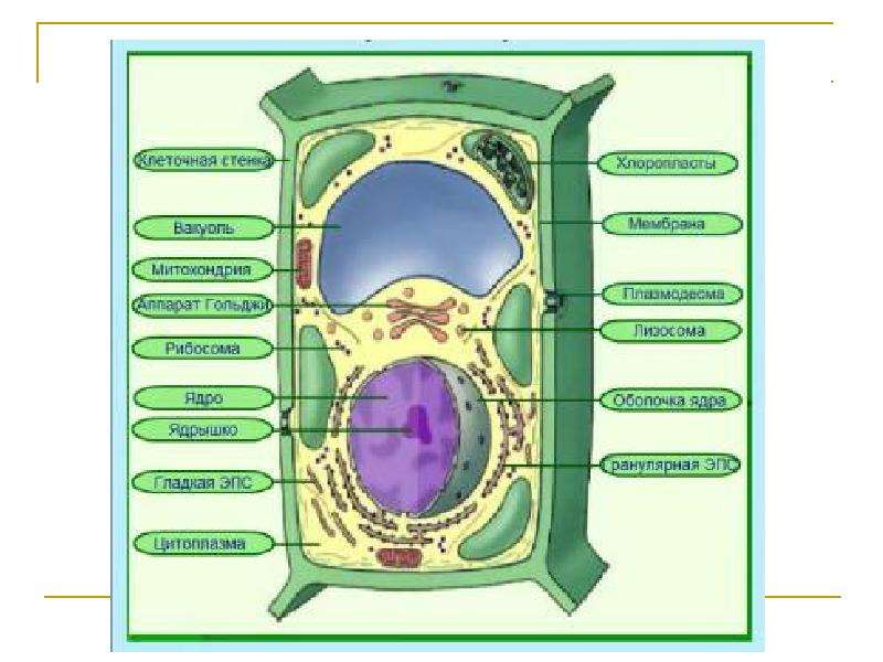 Растительная клетка рисунок егэ