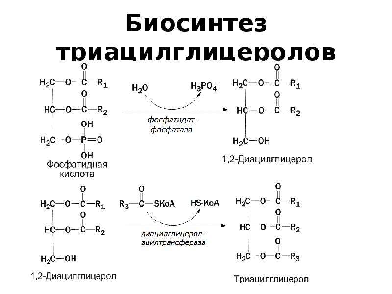 Объясните причины жирового перерождения печени используя схему синтеза триглицеридов и фосфатидов