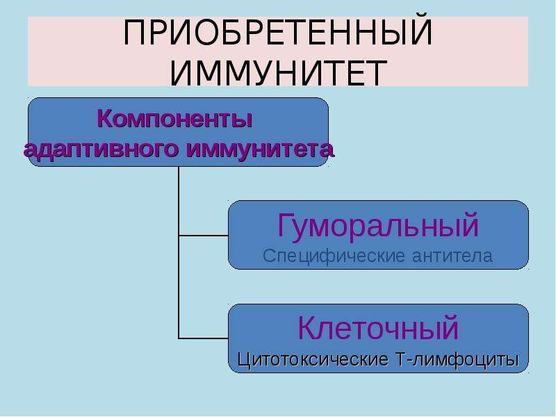 Приобретенный иммунитет. Приобретенный иммунитет возникает. Элементы приобретенного иммунитета. Приобретенный иммунитет это кратко.