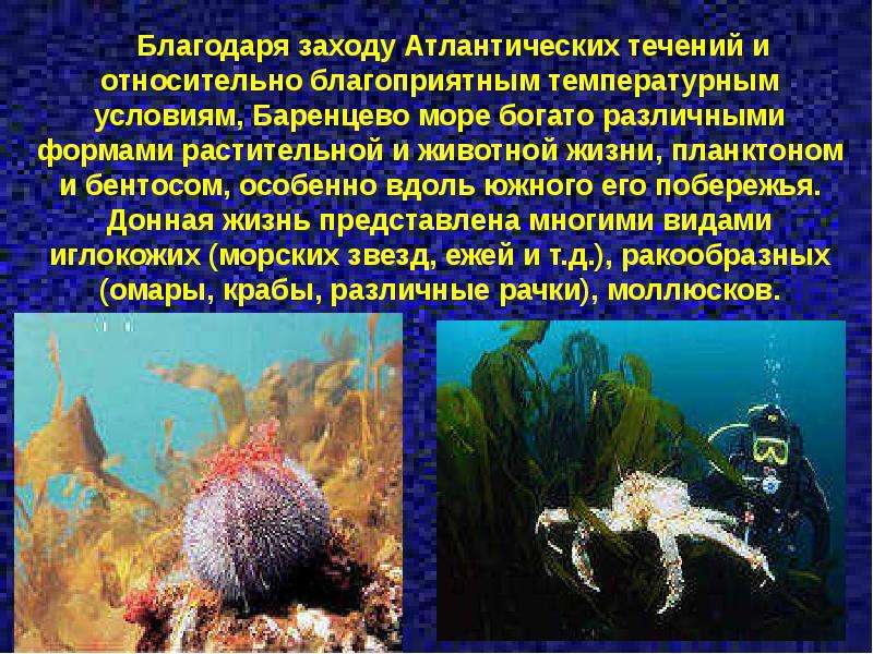 Презентация море баренцево море