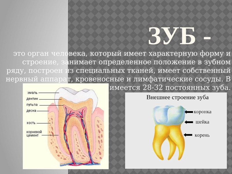 Для строение зуба характерно. Зуб.