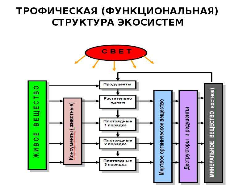 Структура экологической системы проект