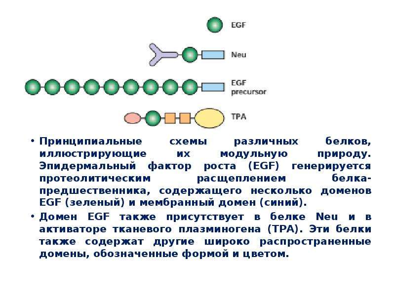 Ферменты участвующие в расщеплении белков. Эпидермальный фактор роста EGF. Белки предшественники. Мембранный домен это. Типы протеолиза белков.