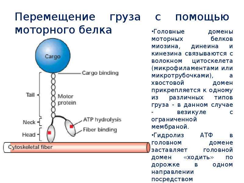 Двигательные белки