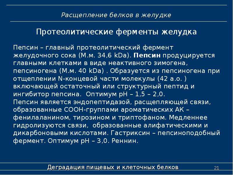 Расщепление белка происходит