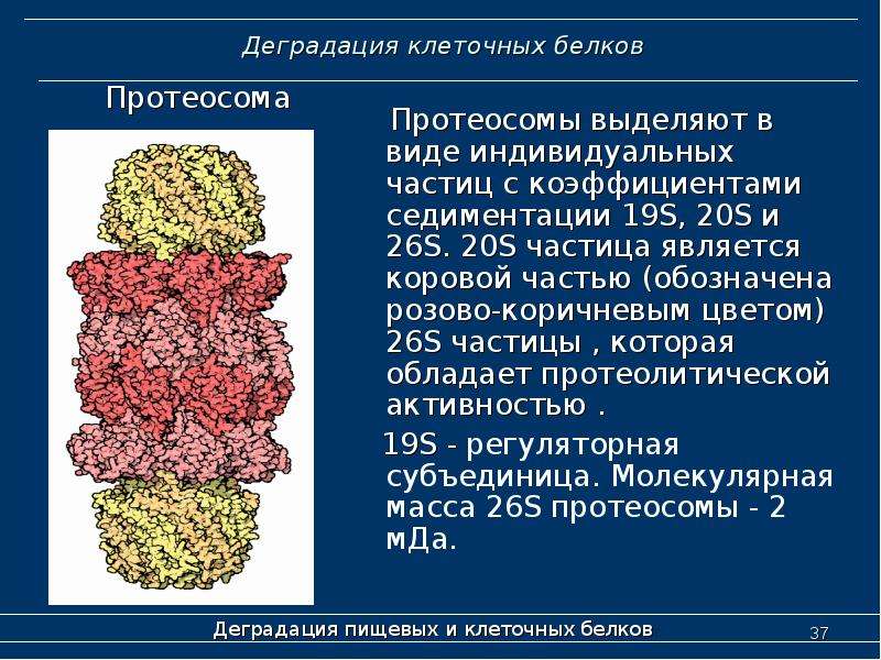 Клеточный белок. Деградация белков в клетке. Клеточные белки. Деградация клеточных белков биохимия. Локализация белков в клетке.