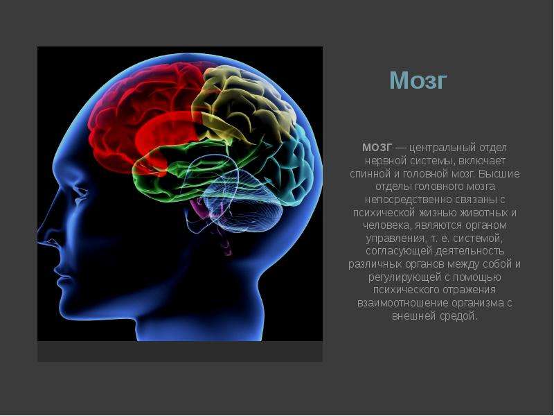 Мозг психология. Мозг и психика презентация по психологии. Центральный мозг. Мозговой центр.