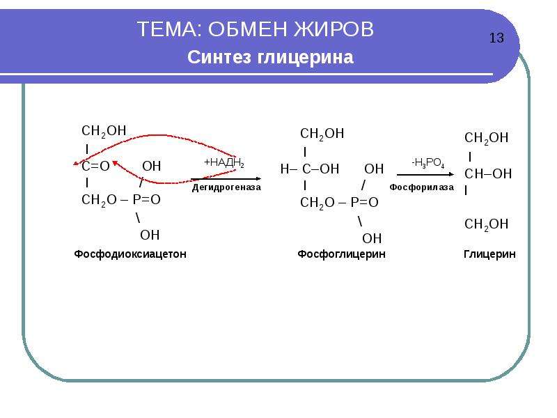 Синтез жиров в организме