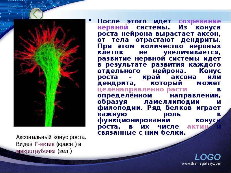 Система иду. Конус роста нейрона. Конус роста нервной клетки. Рост нейронов. Аксональный конус роста.