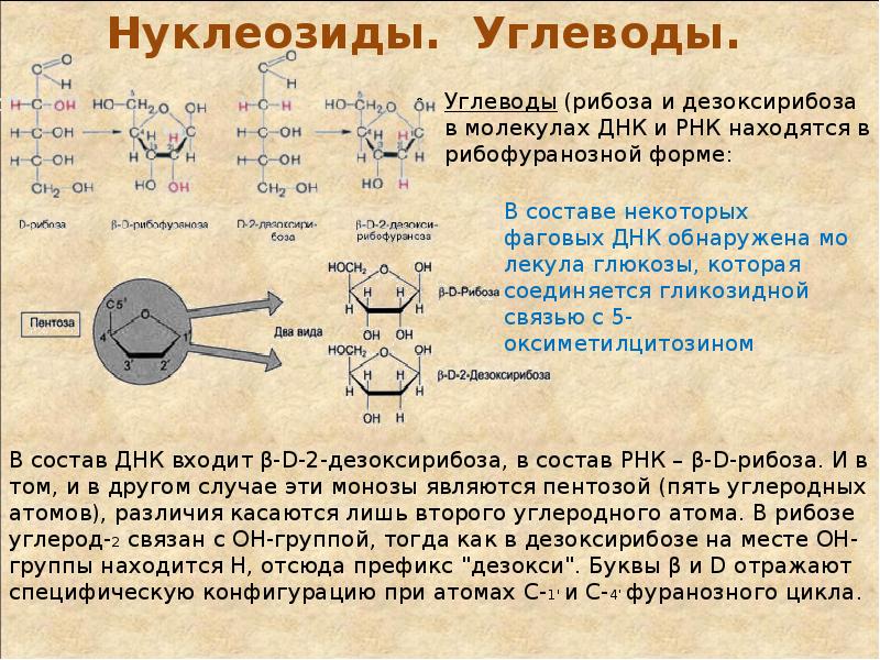 Дезоксирибоза в днк