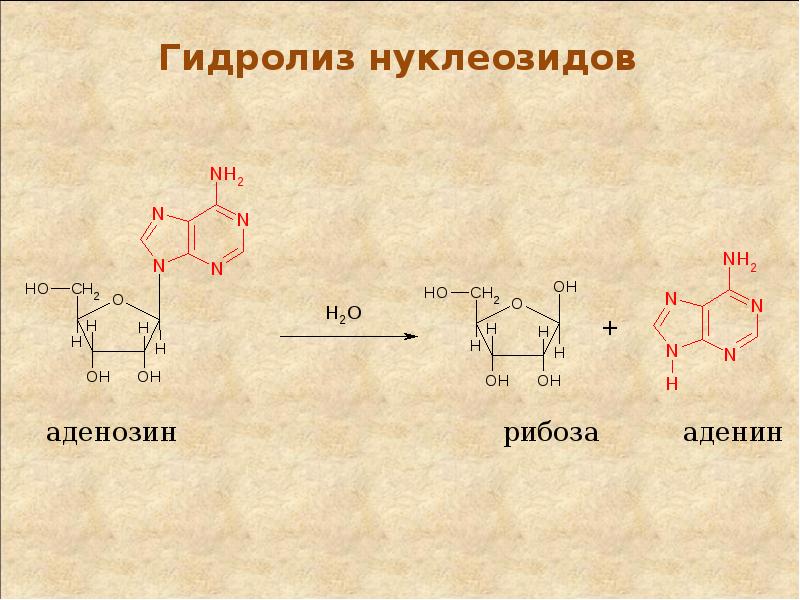 Пути использования в организме продуктов гидролиза нуклеиновых