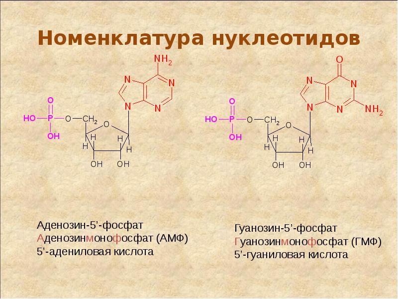 Нуклеиновые кислоты реакции. Номенклатура нуклеиновых кислот. Полимеризация нуклеиновых кислот. Связи в нуклеиновых кислотах.