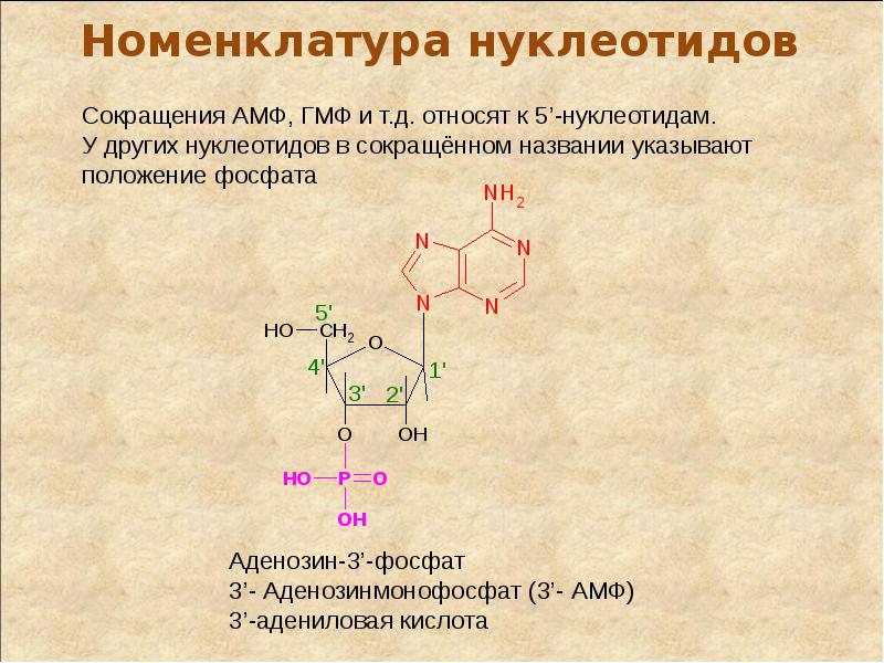 В отличие от нуклеотидов нуклеиновые кислоты. Изомерия нуклеиновых кислот. Нуклеотиды нуклеозиды нуклеиновые кислоты. Изомеры нуклеиновых кислот. Номенклатура нуклеиновых кислот.