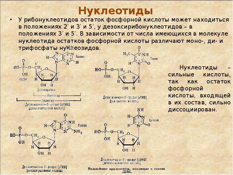 Установите состав нуклеиновых кислот