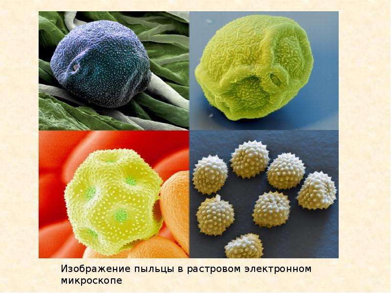 Пыльца растений образуется в. Пыльца сосны микроскоп. Пыльца сосны микрофотография. Сосновая пыльца под микроскопом. Микрофото пыльцы.