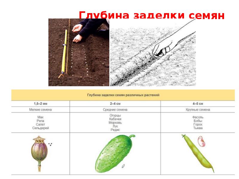 Презентация рост и развитие растений 6 класс