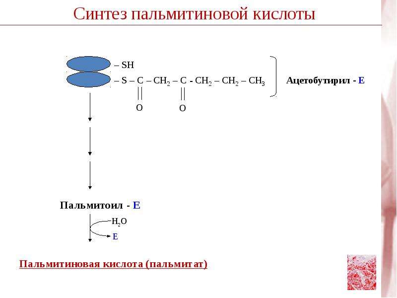 Е синтез. Синтез пальмитиновой кислоты. Синтез пальмитиновой кислоты биохимия. Регуляция синтеза пальмитиновой кислоты. Пальмитоил е.