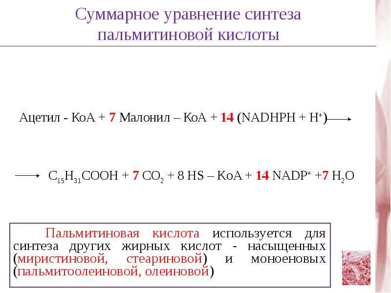 Уравнение синтеза. Суммарное уравнение синтеза жирных кислот. Суммарное уравнение реакции пальмитиновой кислоты. Суммарное уравнение процесса синтеза жирных кислот. Синтез пальмитиновой кислоты АТФ.