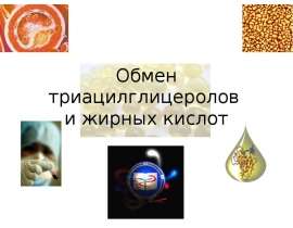Обмен триацилглицеролов и жирных кислот