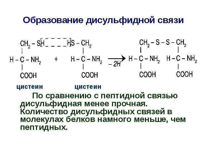 Дисульфидная связь образуется между аминокислотами