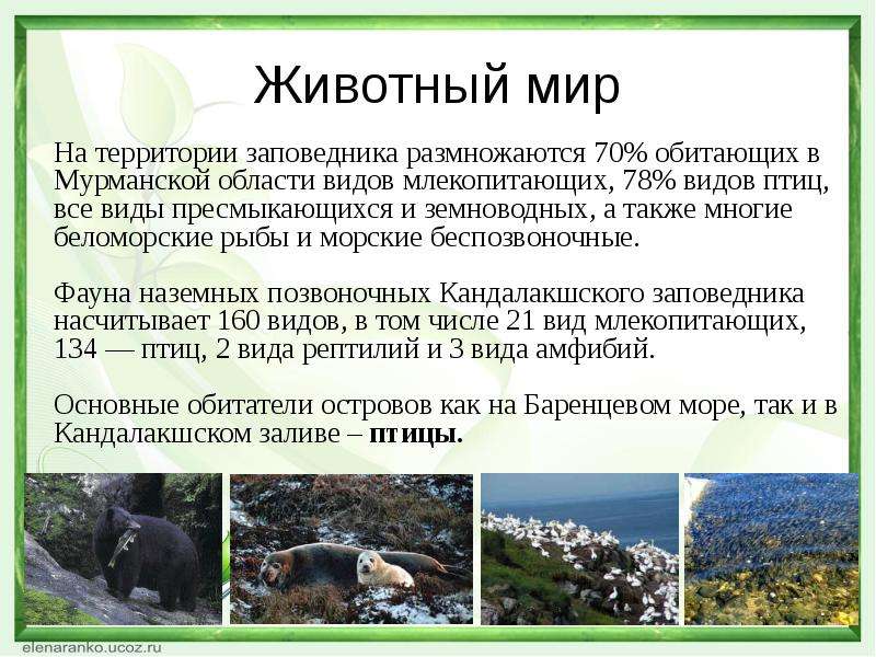 Охрана животного мира презентация