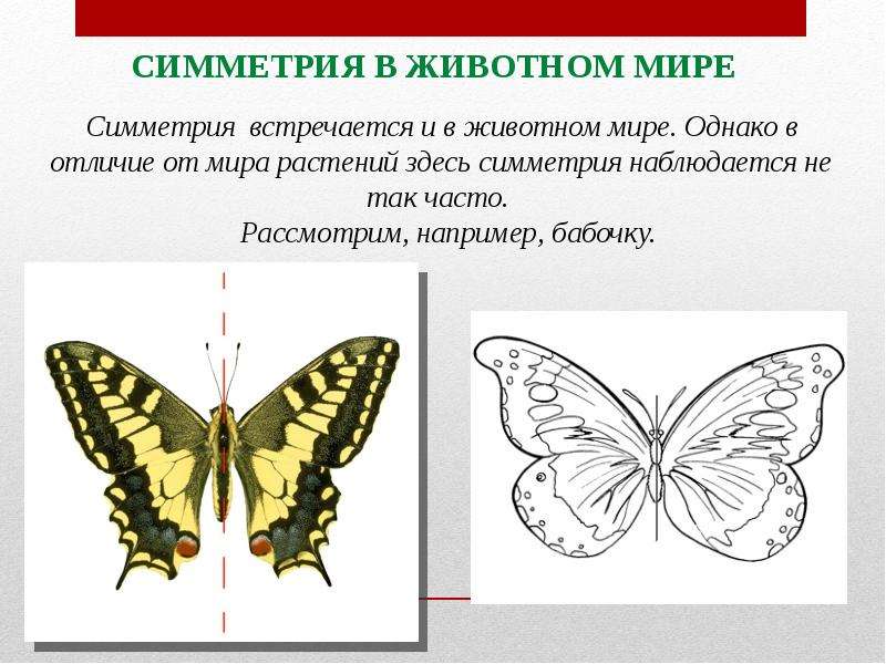 Симметрия презентация 10 класс