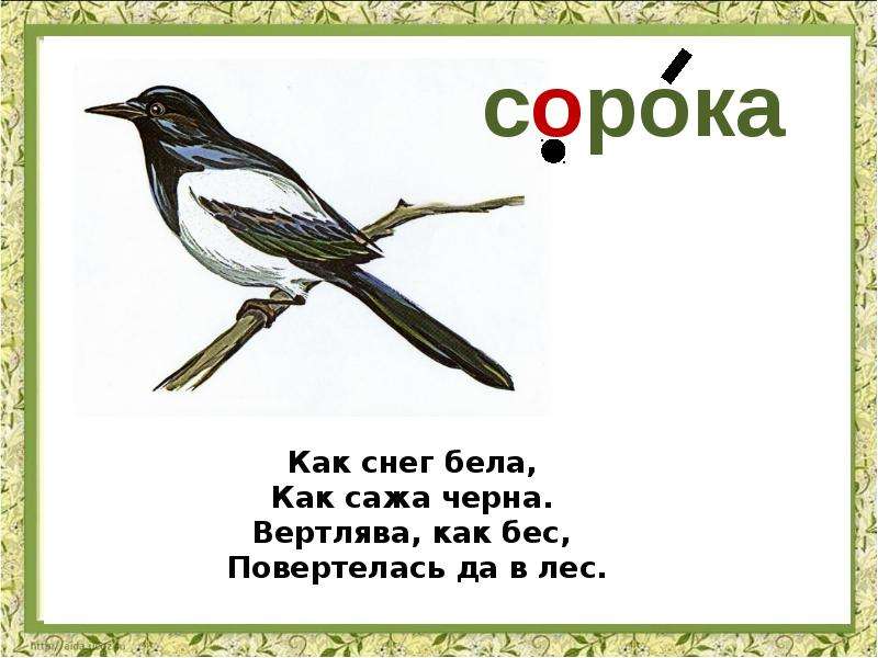 Картинка сорока словарное слово