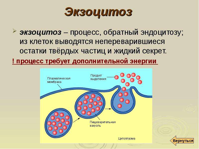 Какими путями вещества поступают в клетку рассмотрите рисунок и назовите процессы