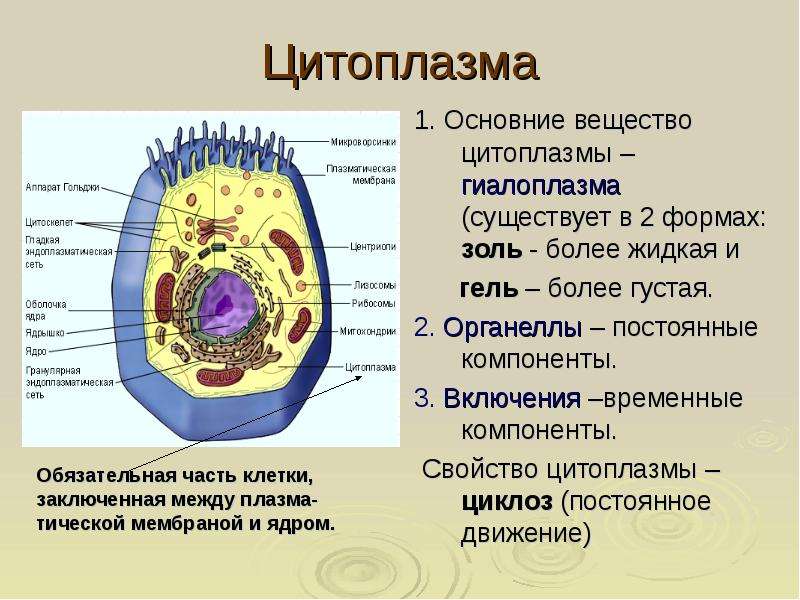 Проект по биологии 5 класс строение клетки