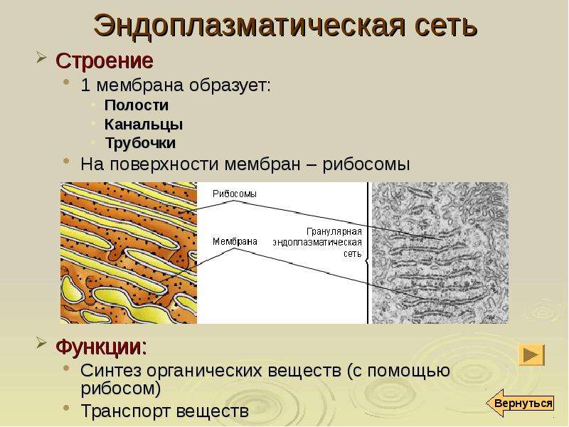 Какая структура клетки изображена на рисунке эндоплазматическая сеть