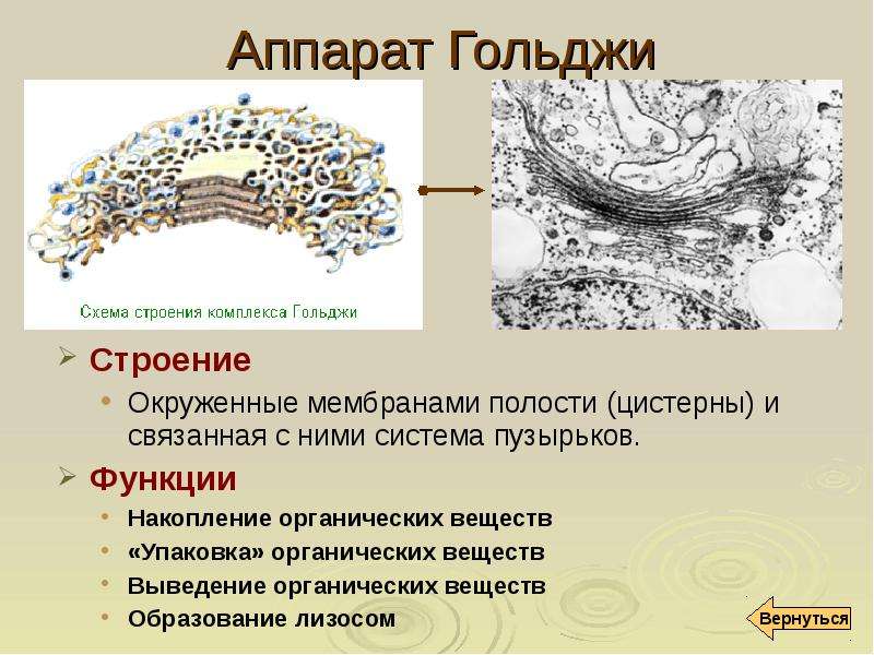 Аппарат гольджи рисунок в клетке