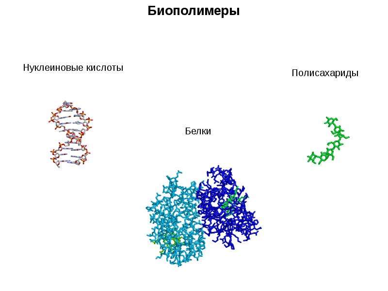Биополимеры белки нуклеиновые кислоты