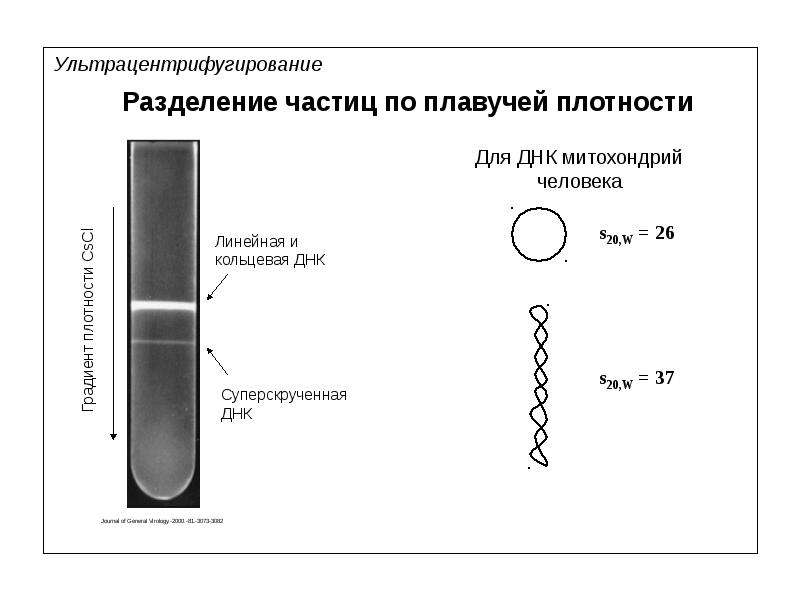 Линейная днк. Ультрацентрифугирование ДНК. Суперскрученная ДНК. Кольцевая и суперскрученная ДНК. Кольцевая и линейная ДНК.