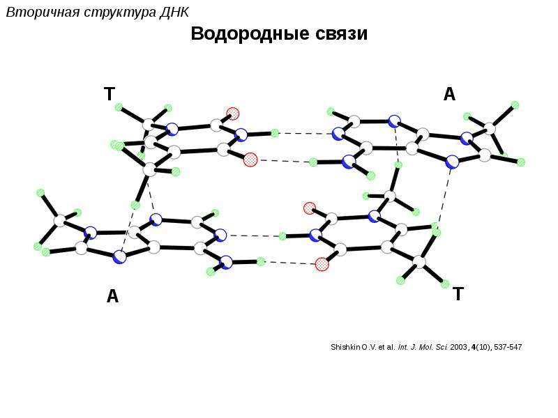 Связь днк и рнк. Строение ДНК водородные связи. Вторичная структура ДНК водородные связи. Водородные связи в ДНК И РНК. Схема водородной связи вторичная структура.