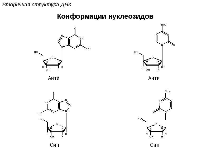Вторичная структура ДНК И РНК. Структурная формула биополимера. Син и анти присоединение. Син и анти. Биополимеры рнк